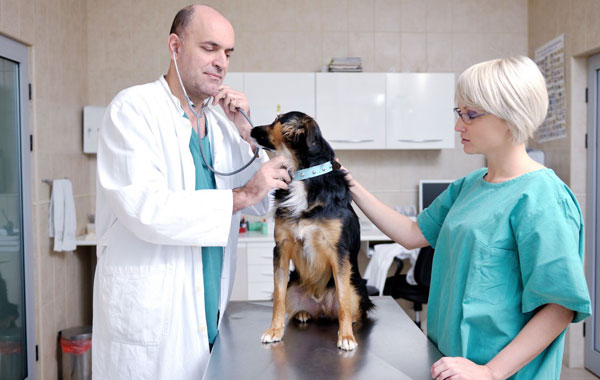 Veterinary Practice Directory