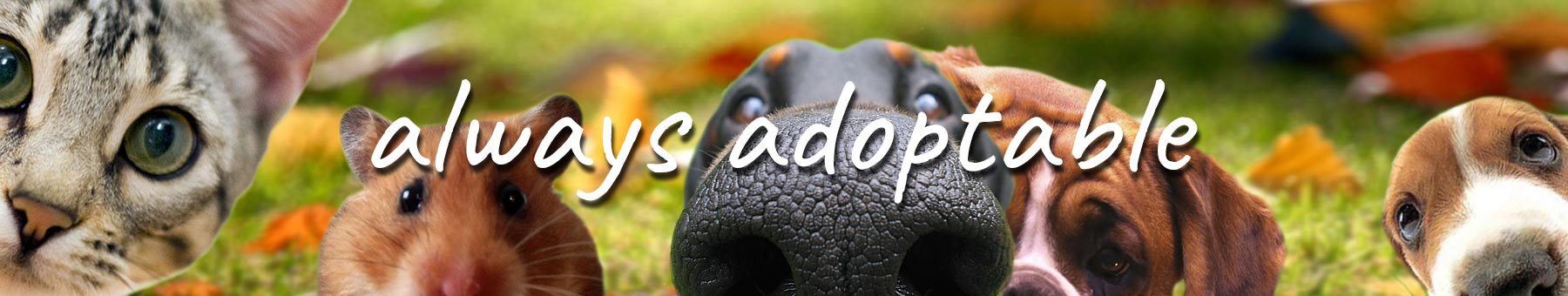 Adoptable.co.uk - Helping rehome adoptable dogs