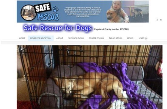 Dog Rescue Organisations Find a local dog rescue group